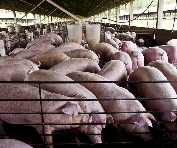 Resistência antimicrobiana na suinocultura