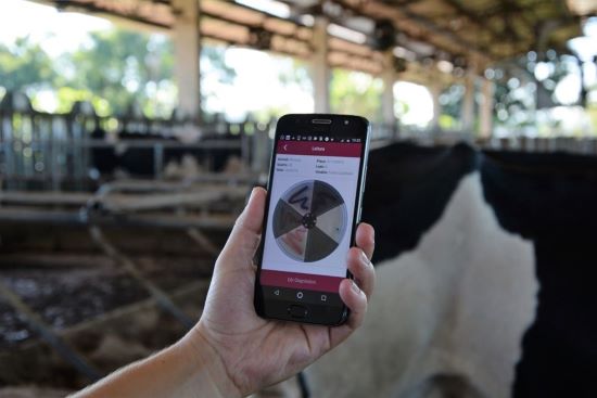 Vaca com CCS alta e cultura microbiológica do leite negativa: tem caroço nesse angu