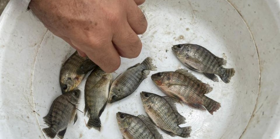 Artigo de docentes do Caunesp é destacado no site da Global Seafood Alliance