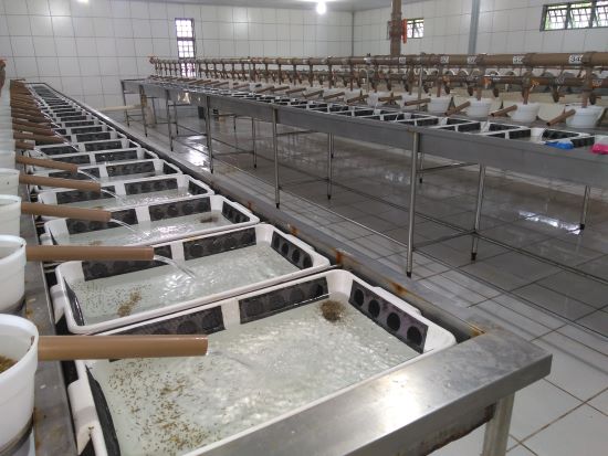 Nutrição especializada na larvicultura – Um investimento que vale a pena