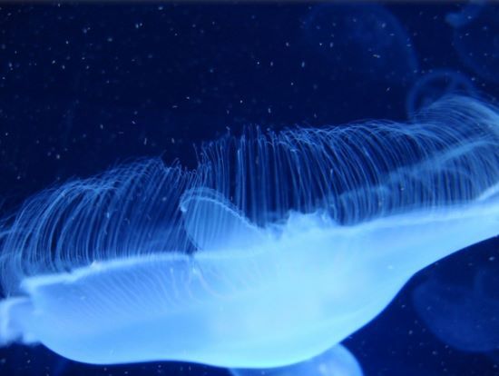 Nova descrição aumenta de sete para 28 o número de espécies conhecidas de gênero de águas-vivas