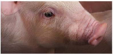 Uso de cobre como melhorador de desempenho em suínos: como eleger a melhor fonte?