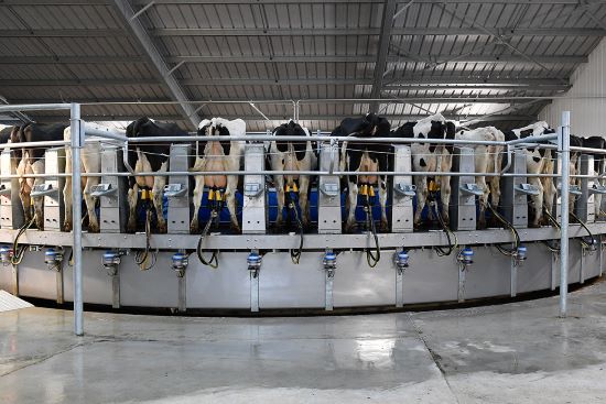 Verminoses podem representar um prejuízo econômico de US$ 1,8 bilhão na produtividade das vacas de leite