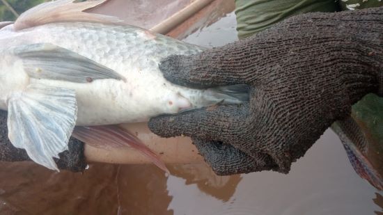 Por que as fêmeas de tilápia não são cultivadas?