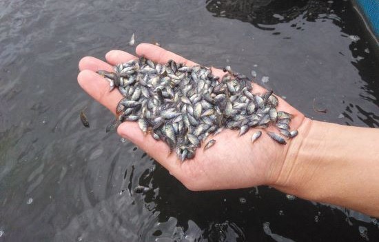 Aquacultura: um novo e imenso negócio dentro do agro