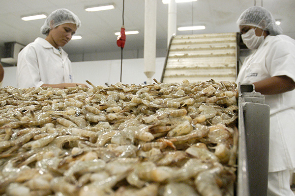 OPINIÃO - Produção de camarão no NE não “engasga” e cresce muito, é saboroso e nutritivo.  E dizem até que é afrodisíaco