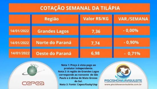COTAÇÃO - Confira os preços da tilápia produzida nos grandes centros produtores