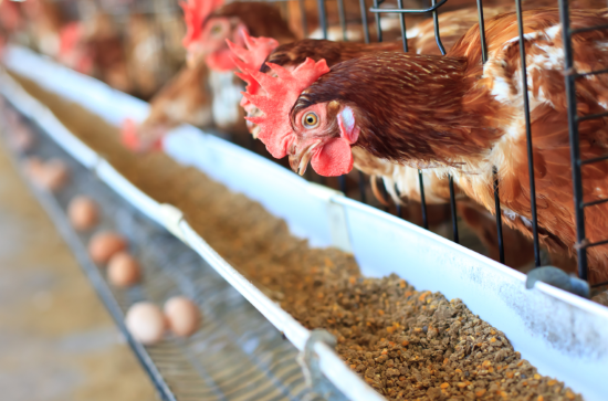 INFORME TÉCNICO -  Nutrição de qualidade é fator-chave para aves de postura superarem estresse calórico, recomenda especialista