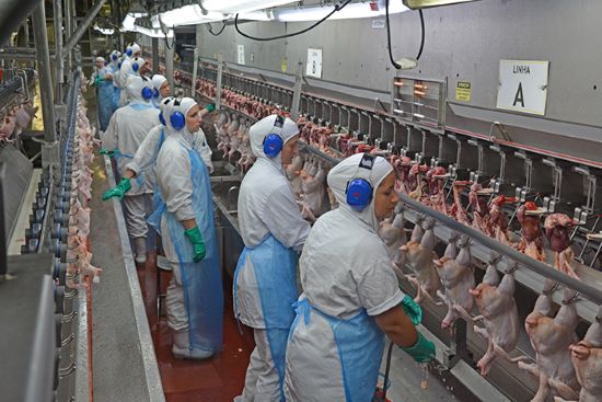 Frigoríficos testam procedimentos de modernização do abate de frangos