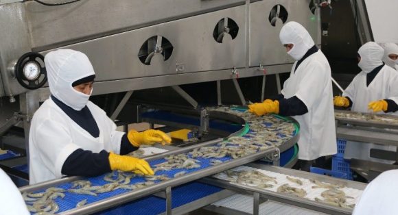 CARCINICULTURA – O exemplo que vem do Equador deveria ser seguido pelo Brasil