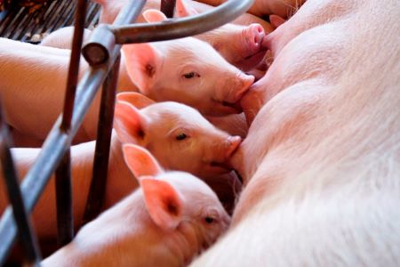 IPVS2022 - Resumos submetidos em 2020 não deverão ser enviados na edição de 2022