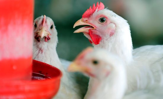 Vital, água desempenha papéis importantes na composição, peso e funcionamento do organismo de aves