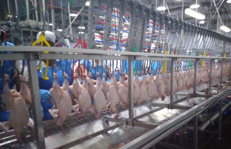 Setor produtivo e órgãos estaduais unem esforços para garantir excelência da carne de frango na Bahia