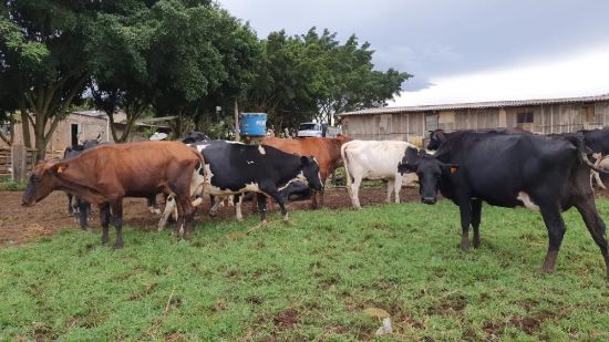 MATO GROSSO - Produtores de Campo Verde recebem apoio com melhoramento genético de rebanho leiteiro