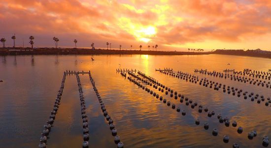 Fazenda da Califórnia está criando ostras resistentes às mudanças climáticas, apesar da acidificação dos oceanos