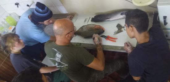 Do peixe nada se perde. Escamas são transformadas em embalagens biodegradáveis