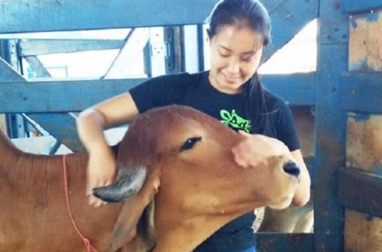 ESPECIAL – Vacas leiteiras respondem com produtividade ao carinho que recebem