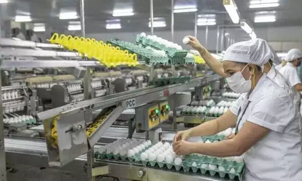 Exportações de ovos crescem 38,9% em 2022