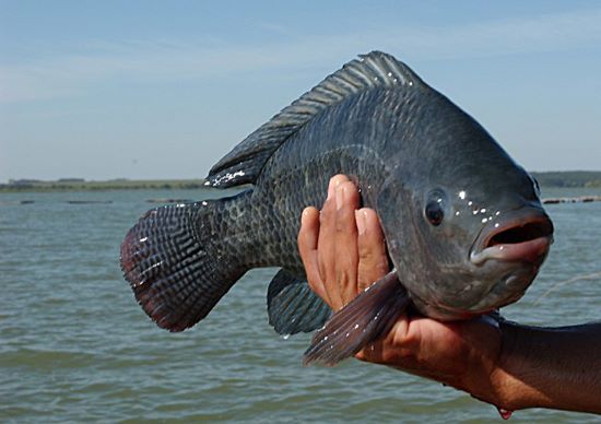 AQUISHOW 2022 - Seguem abertas as inscrições para o I Encontro Latino Americano de Peixes Cultivados