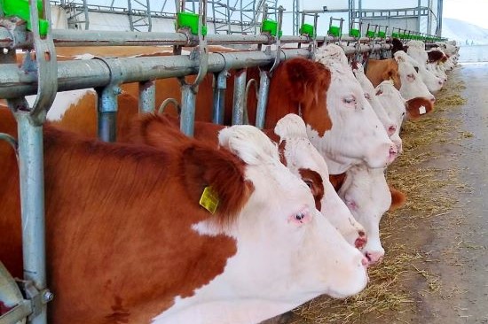 Cuidados necessários para a qualidade da produção leiteira brasileira