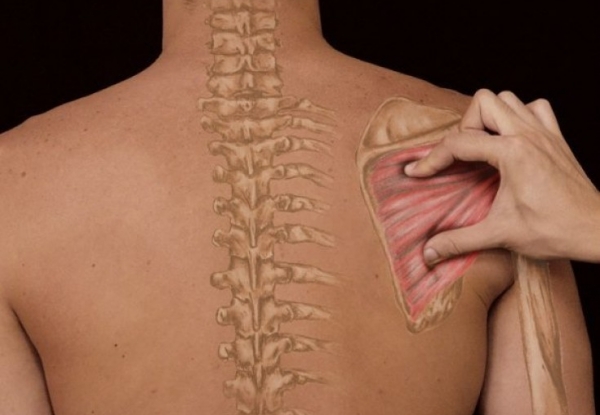 Anatomia Palpatória Clínica Anatomia Palpatória Clínica
