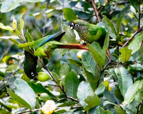 Proteção da Mata Atlântica Proteção da Mata Atlântica