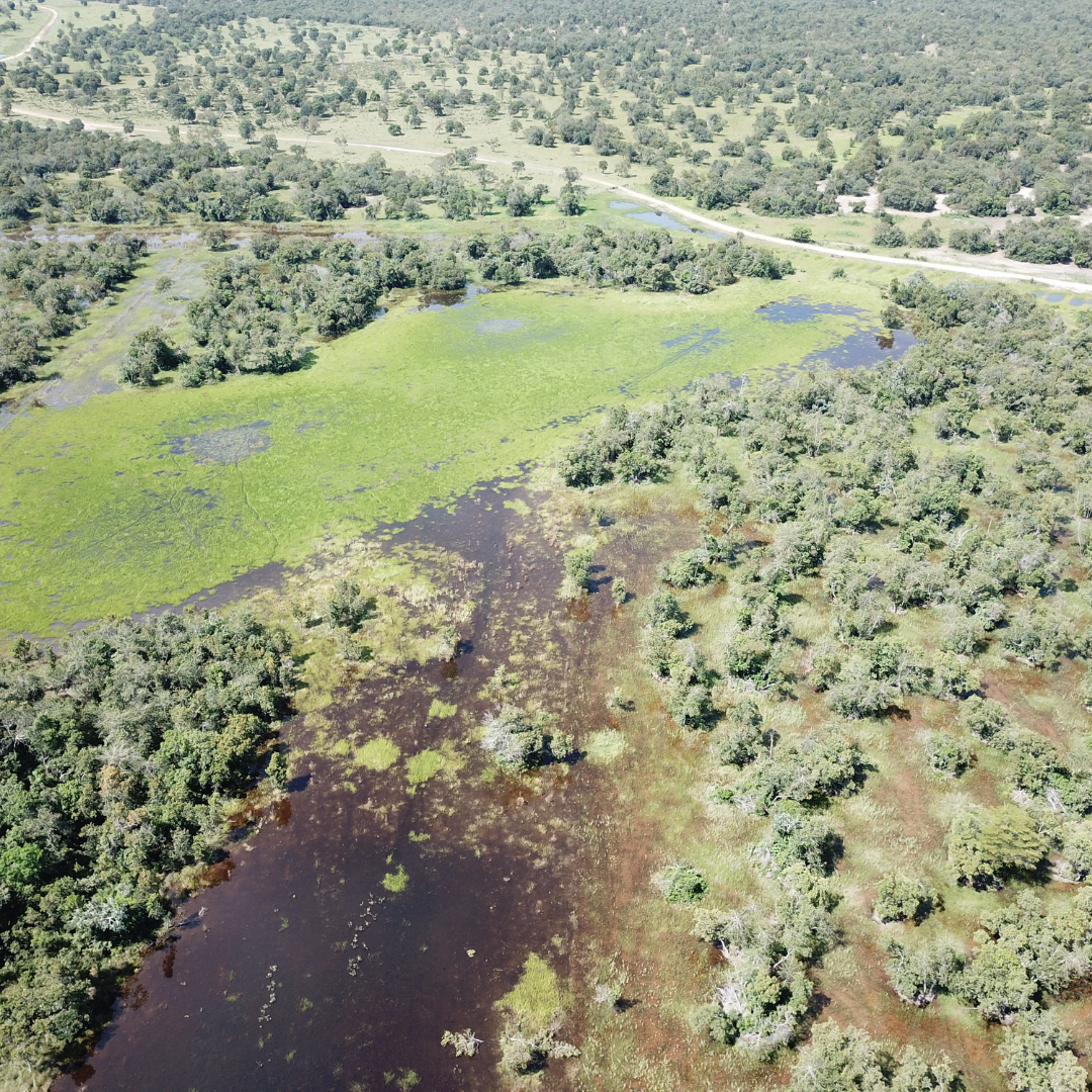 Autorização de Restauração de Formações Campestres no Bioma Pantanal de Mato Grosso