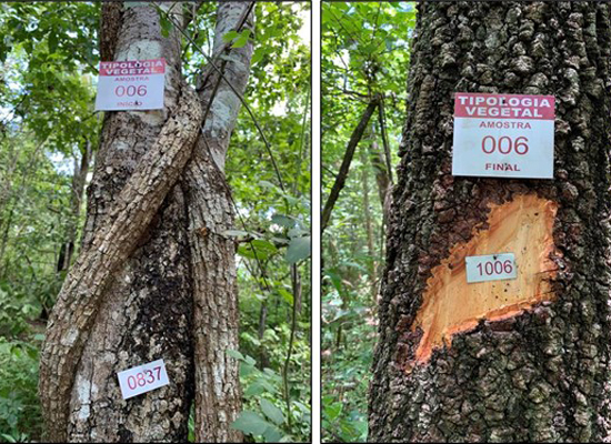 Relatório Técnico de Identificação de Fitofisionomias (Tipologia Vegetal)