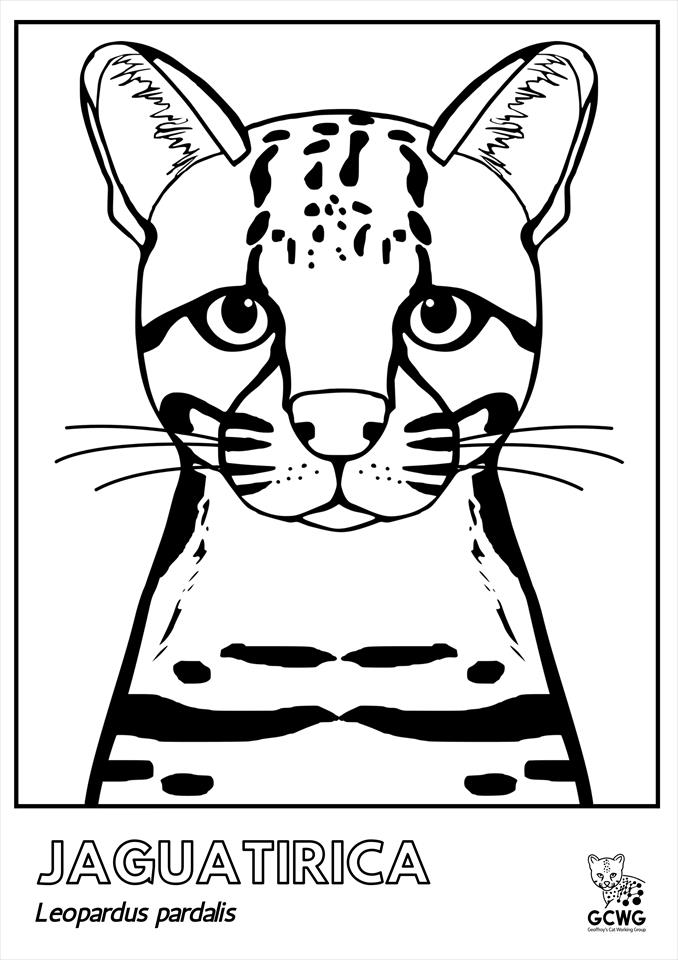 Desenho de Jaguatirica fofa para colorir Desenhos para colorir e imprimir gratis