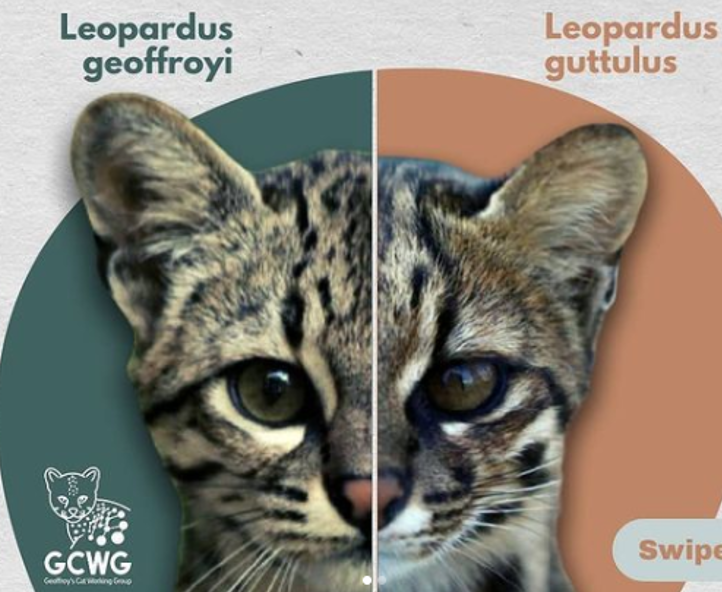 Análises espaciais, genômicas e fenotípicas da zona híbrida existente entre Leopardus geoffroyi e L. guttulus