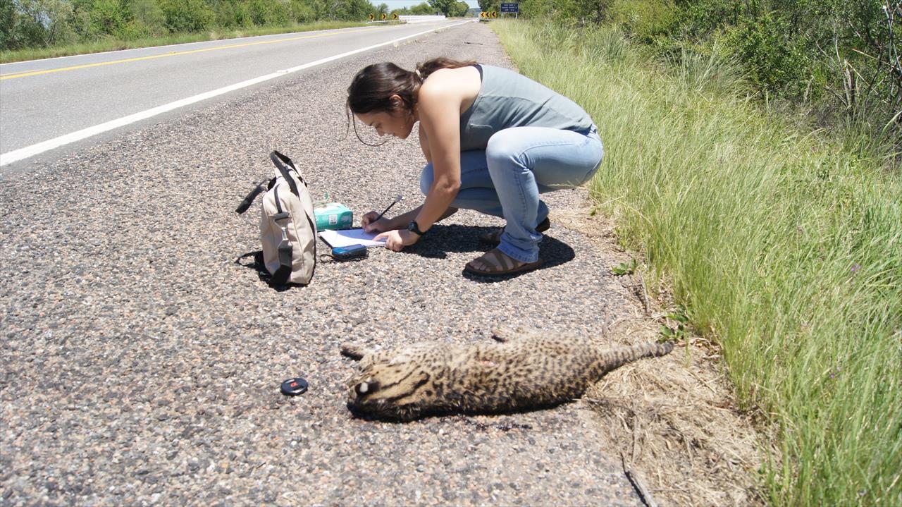 Felids on highways along the Brazilian Pampa: priority stretches and mitigations