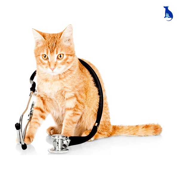 Planos de Saúde Felinos Planos de Saúde Felinos