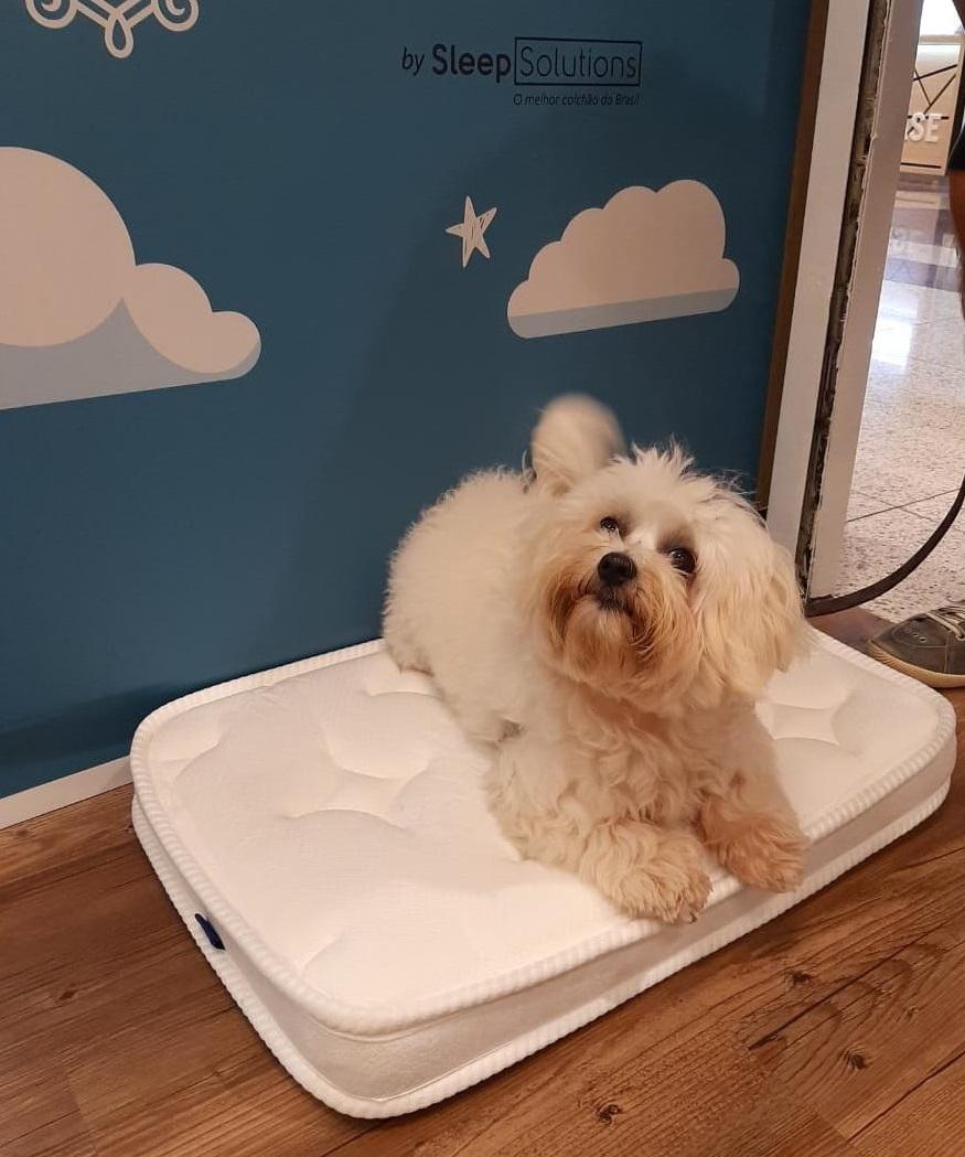 Colchão premium para pets: Incredible by Sleep Solutions realizará segunda ação especial com espaço instagramável